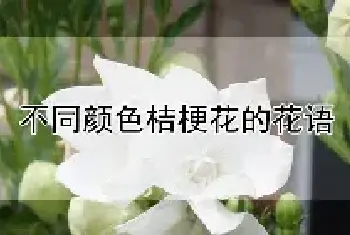 不同颜色桔梗花的花语