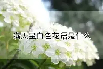 满天星白色花语是什么