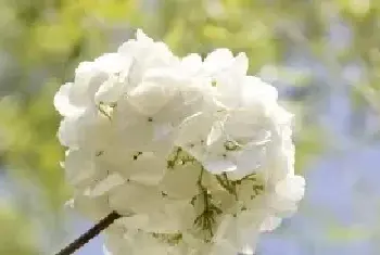 绣球花花语是什么，不同颜色各有含义/适合送给哪些人_花语大全