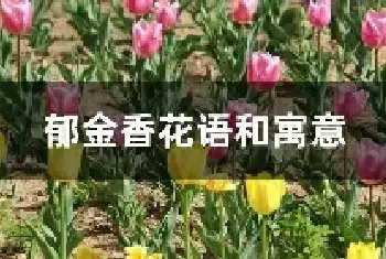 郁金香花语和寓意