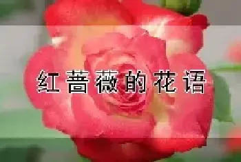 红蔷薇的花语