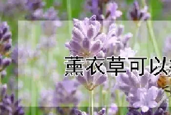 薰衣草可以插枝吗