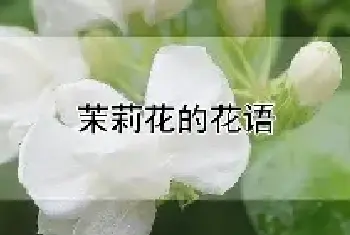 茉莉花的花语