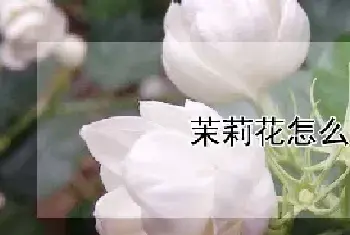 茉莉花怎么插枝