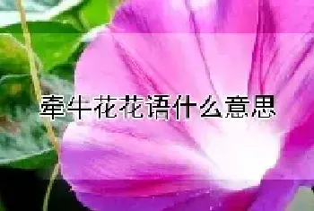 牵牛花花语什么意思