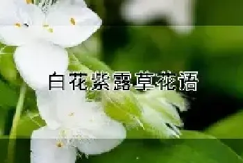 白花紫露草花语