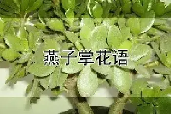 燕子掌花语