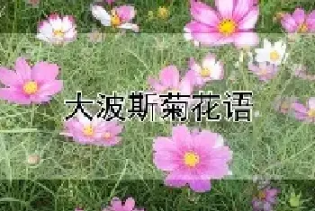 大波斯菊花语