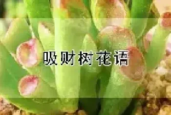 吸财树花语