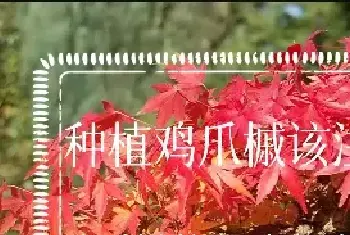 种植鸡爪槭该注意什么？鸡爪槭的种殖方法和注意事项