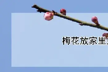 梅花放家里好吗