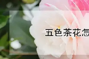 五色茶花怎么养