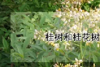 桂树和桂花树的区别