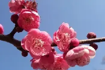 松红梅的花语