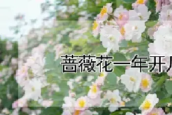 蔷薇花一年开几次花啊