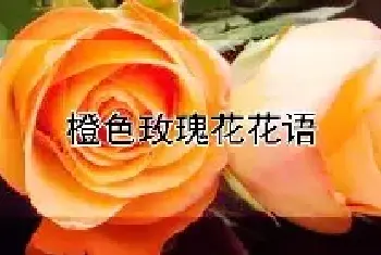 橙色玫瑰花花语