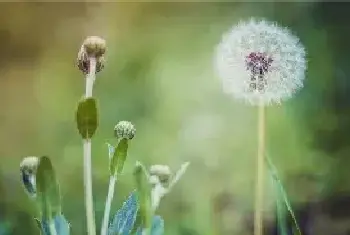 长期喝干蒲公英水好吗，不同颜色蒲公英的花语