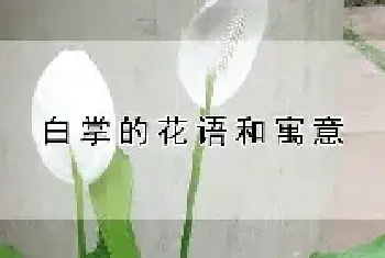 白掌的花语和寓意