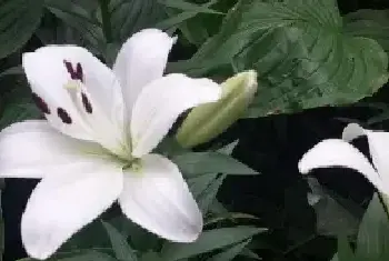 百合花语大全