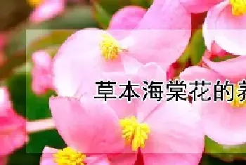 草本海棠花的养殖方法