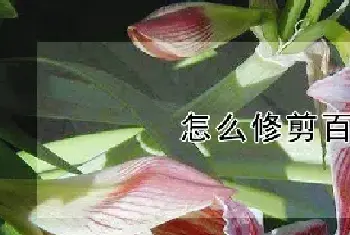 怎么修剪百合花