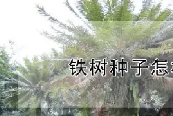 铁树种子怎样种植