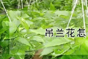 吊兰花怎么养