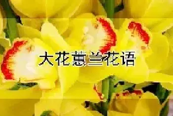 大花蕙兰花语