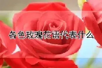 各色玫瑰花语代表什么