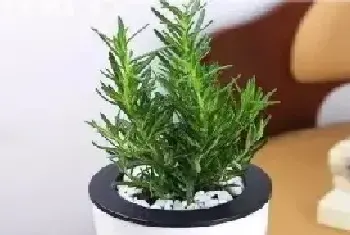 花卉果蔬盆景 | 盆栽迷迭香的种植方法