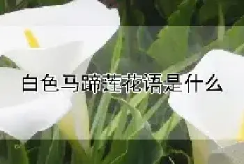 白色马蹄莲花语是什么