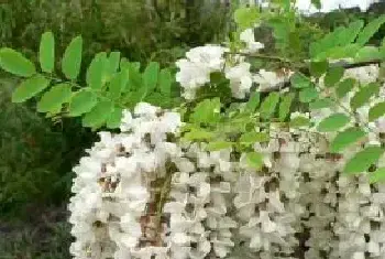 各种花的花语及代表的含义第十部，别送错花了