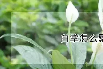 白掌怎么繁殖