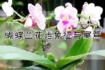 蝴蝶兰花语象征与寓意