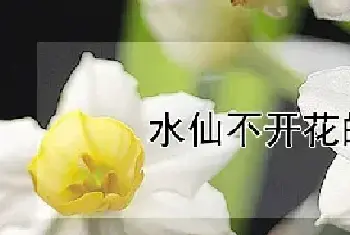 水仙不开花的原因