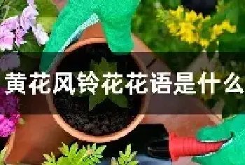 黄花风铃花花语是什么