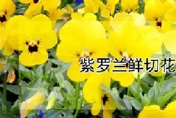 紫罗兰鲜切花怎么养