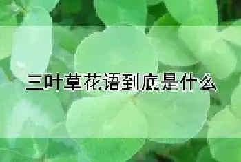 三叶草花语到底是什么