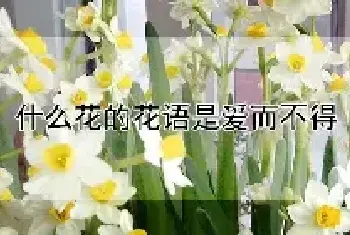 什么花的花语是爱而不得