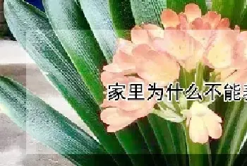 家里为什么不能养君子兰