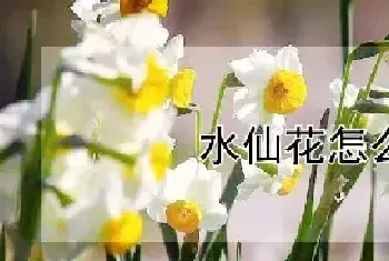 水仙花怎么打理