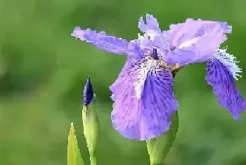 鸢尾花花语