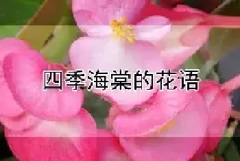 四季海棠的花语