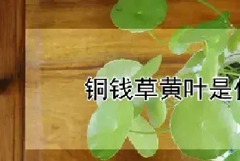 铜钱草黄叶是什么原因