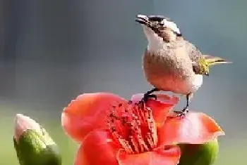 什么是木棉花  木棉花的花语有哪些？