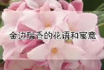 金边瑞香的花语和寓意