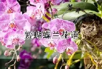 紫蝴蝶兰花语