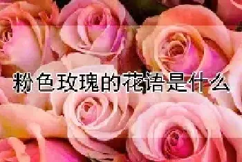 粉色玫瑰的花语是什么