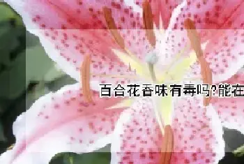 百合花香味有毒吗?能在室内摆放吗?