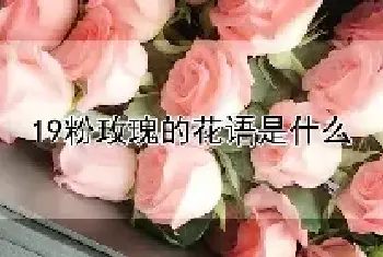 19粉玫瑰的花语是什么